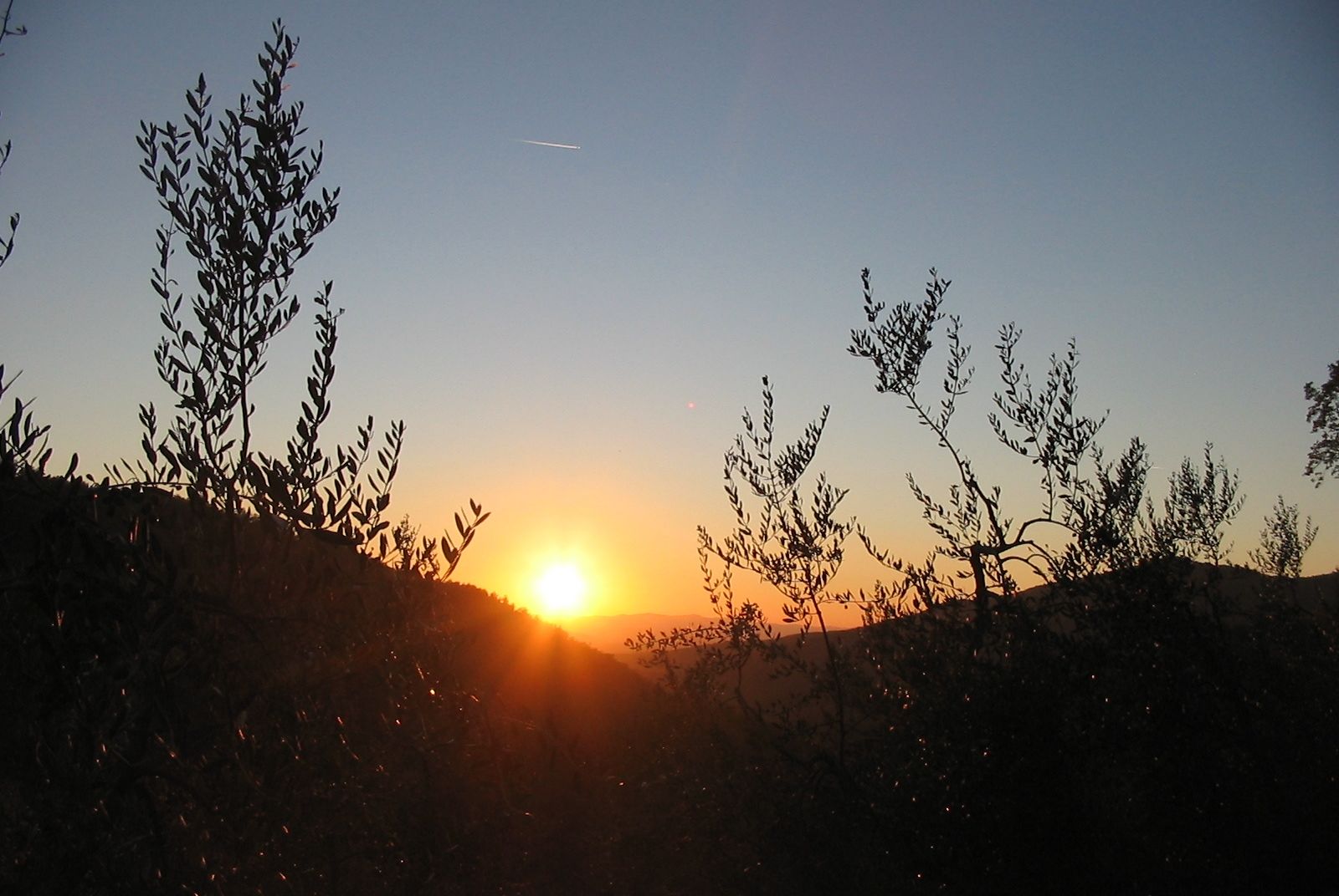 Tramonto da oliveto (16).jpg